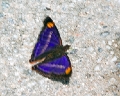 NYMPHALIDAE, Doxocopa pavon (male)